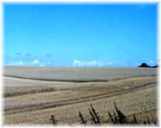 Kornfeld bei Flensburg kurz vor der Ernte